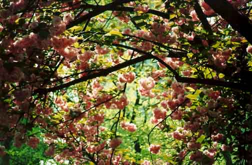 branches, flowers.jpg